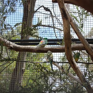 Red-rumped Parrot (Psephotus haematonotus)