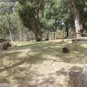 Red-bellied Pademelon enclosure