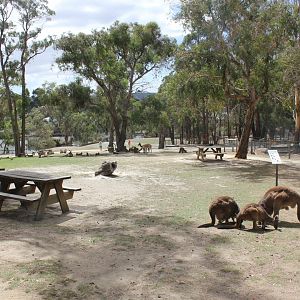 Free roaming KI Kangaroo, Emu & Alpaca area