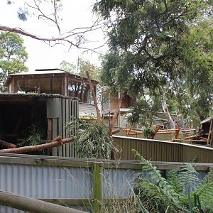 Koala & Goodfellow's Tree-kangaroo enclosures