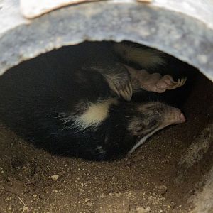 Hog badger, Arctonyx collaris