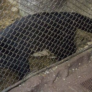 White-tailed masked palm civet, Paguma larvata leucomystax