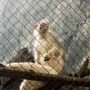 Silver surili, Presbytis mitrata