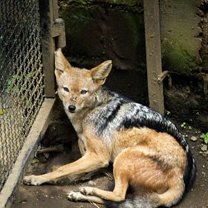Black-backed jackal, Canis mesomelas