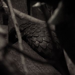 Sunda pangolin, Manis javanica