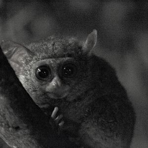 "Spectral" tarsier, Tarsier tarsius