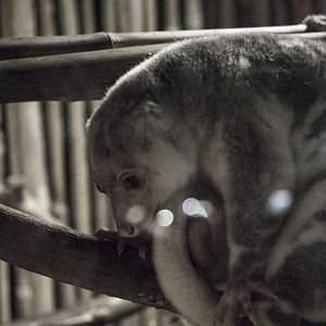 Common spotted cuscus, Spilocuscus maculatus