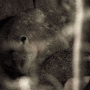 Sulawesi dwarf cuscus, Strigocuscus celebensis