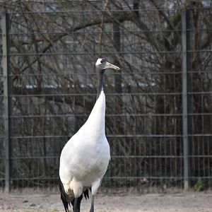 Red-crowned crane