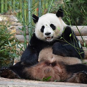 Giant panda
