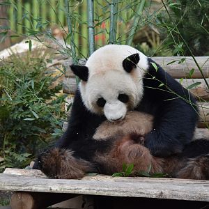 Giant panda