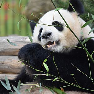 Giant panda