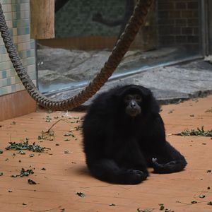 Siamang