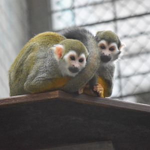 Squirrel monkeys