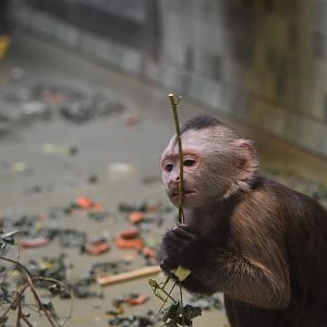 Guianan weeper capuchin
