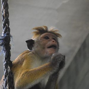 Toque macaque