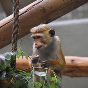 Toque macaque