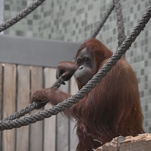 Sumatran orangutan