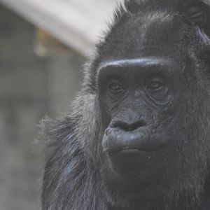 Western lowland gorilla