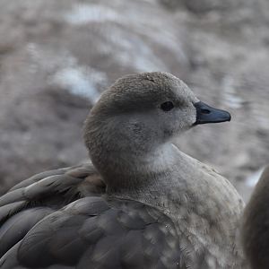 Blue-winged goose