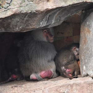 Hamadryas baboons