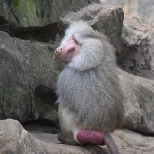Hamadryas baboon