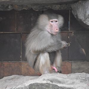 Hamadryas baboon