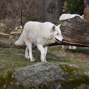 Arctic wolf