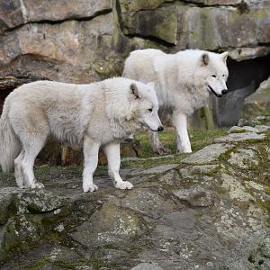 Arctic wolves