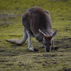 Red kangaroo