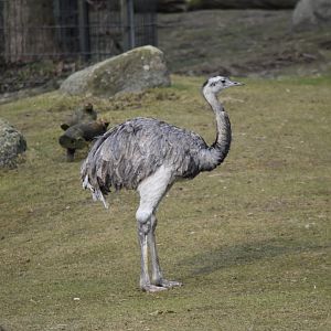 Greater rhea