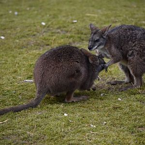 Parma wallabies