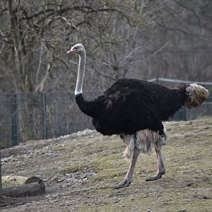 Ostrich