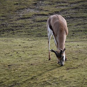 Springbok