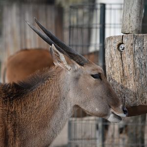 Common eland