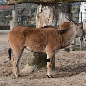 Common eland