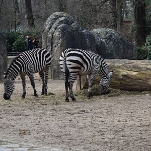 Grant's zebras