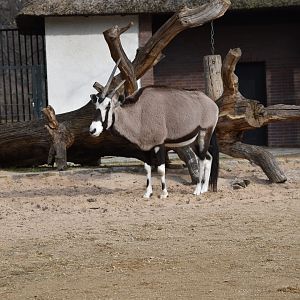 Gemsbok