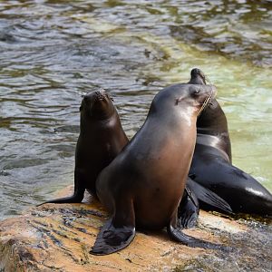 California sea lions