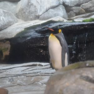 King penguin