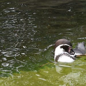Humboldt penguin