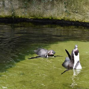 Humboldt penguins