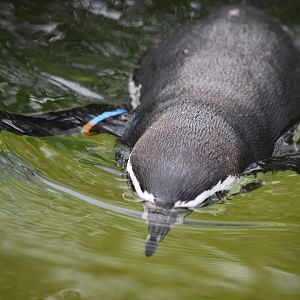 Humboldt penguin