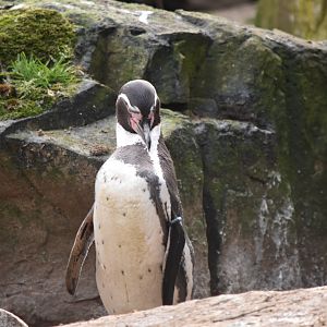 Humboldt penguin