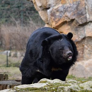 Asiatic black bear
