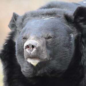 Asiatic black bear