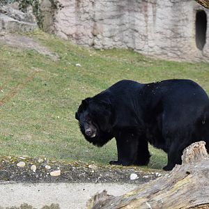 Asiatic black bear