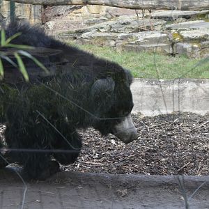Indian sloth bear
