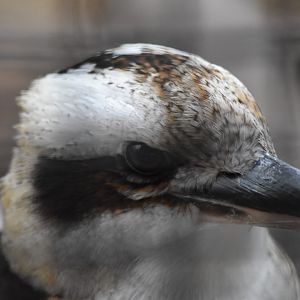 Laughing kookaburra