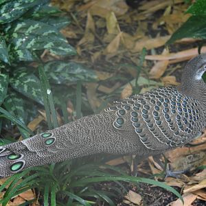 Grey peacock-pheasant